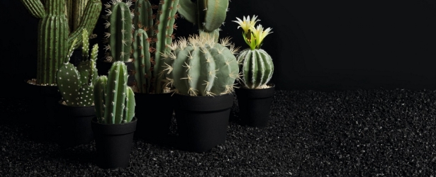 Kolekcja Cactus