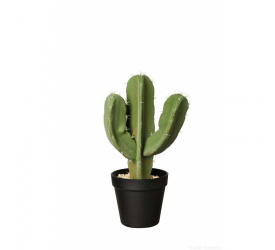 Ozdoba kaktus 32x12,5cm wilczomlecz