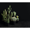 Ozdoba kaktus 32x12,5cm wilczomlecz - 2