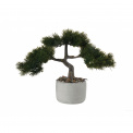 Drzewko bonsai w doniczce - 1