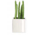 Cactus Ornament - 1