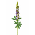 Lupine Flower 80cm - 1