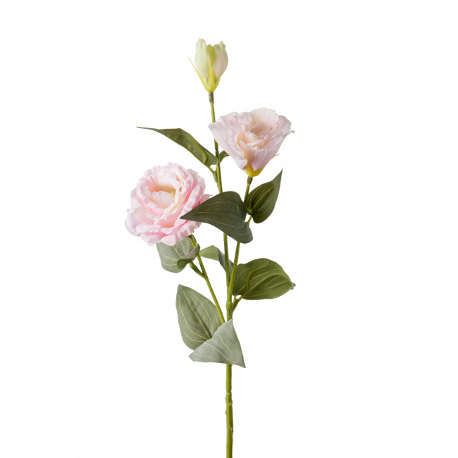 Kwiat eustoma różowa 65cm