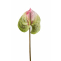 Green-Pink Anthurium Flower 25cm