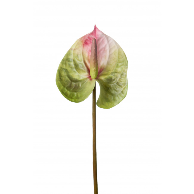 Kwiat anthurium zielono-różowy 25cm