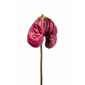 Pink Anthurium Flower 25cm - 1