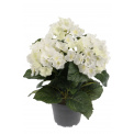 Kwiat hortensja biała w doniczce 30cm - 1