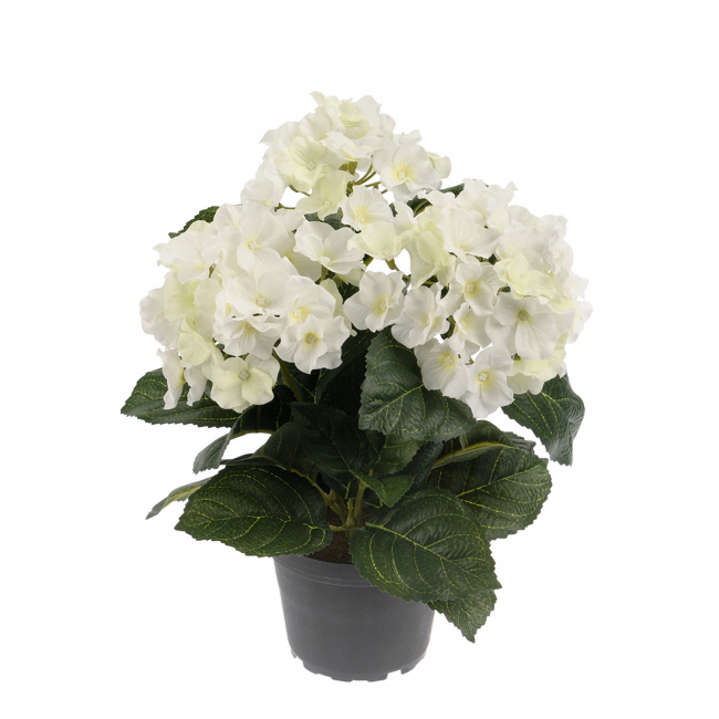 White Hydrangea Flower in Pot 30cm - 1