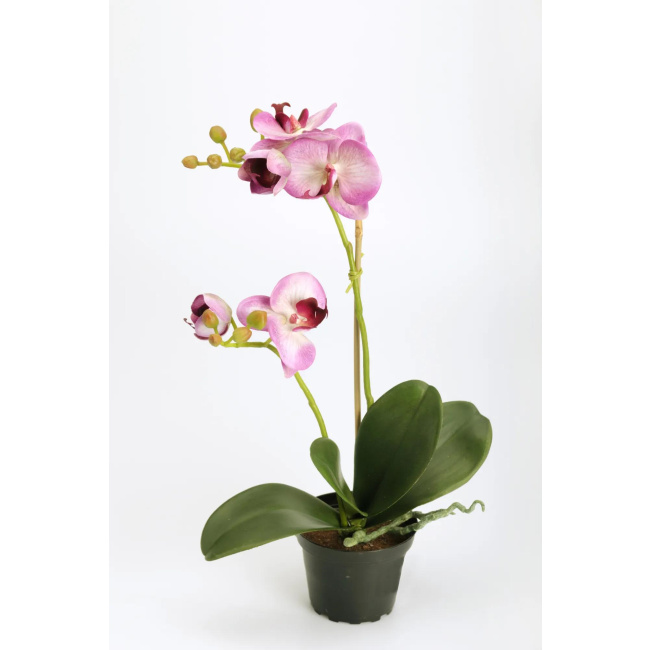 Potted Lilac Orchid 40cm