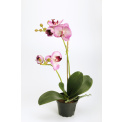 Potted Lilac Orchid 40cm - 1