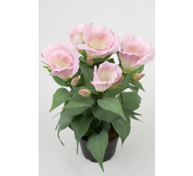 Kwiat eustoma różowa w doniczce 30cm