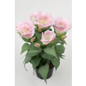 Pink Eustoma Flower Pot 30cm - 1
