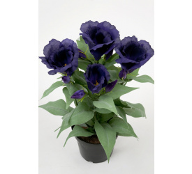 Kwiat eustoma w doniczce niebieska 30cm