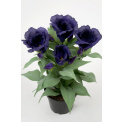 Kwiat eustoma w doniczce niebieska 30cm - 1