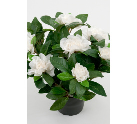 Kwiat gardenia biała 25cm