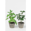 Potted Herbs 20cm (1 piece mix) - 1
