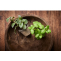 Potted Herbs 20cm (1 piece mix) - 2