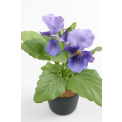 Potted Violet Pansy Flower 23cm - 1