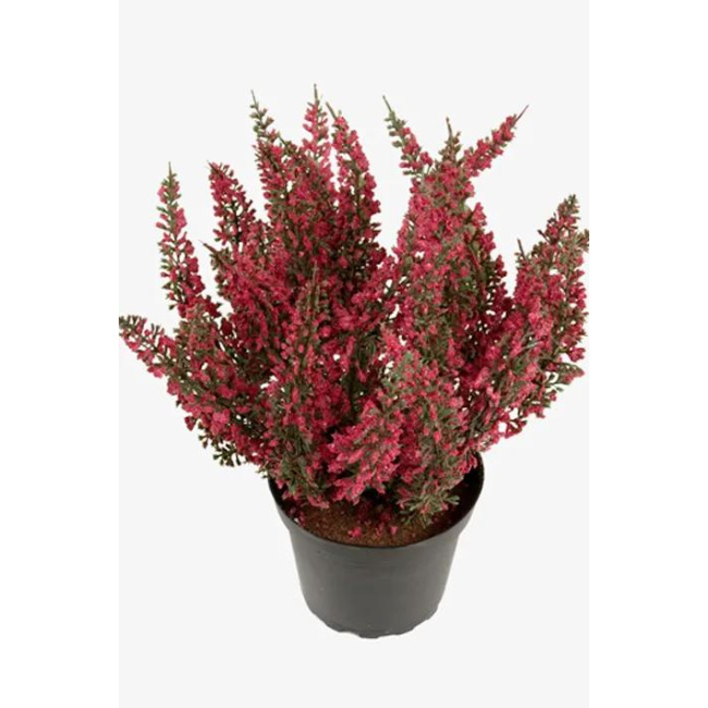 Potted Red Heather Flower 28cm
