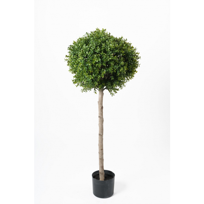 Boxwood Tree 115cm - 1