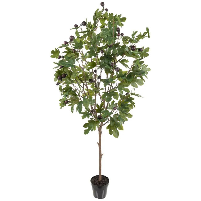 Fig Tree 210cm