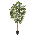 Fig Tree 210cm - 1