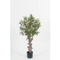 Olive Tree 120cm - 1