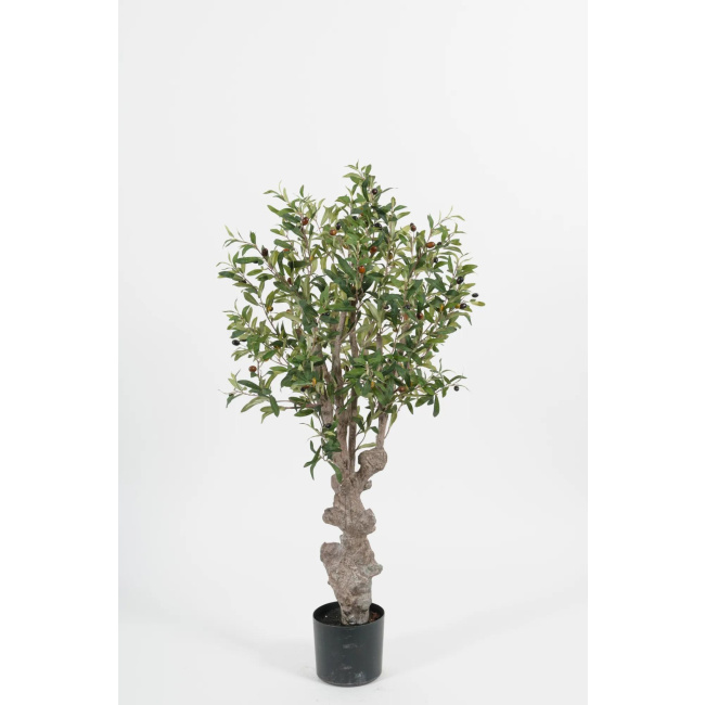 Olive Tree 120cm