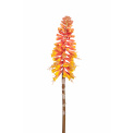 Kwiat trytoma groniasta 70cm - 1