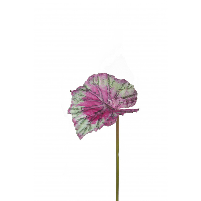 Kwiat begonia różowy 10cm
