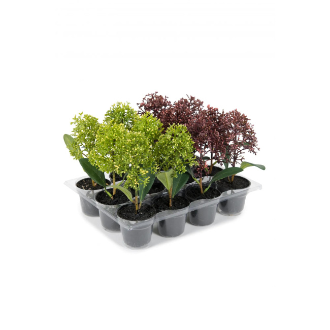 Potted Skimmia Flower 18cm (1 piece mix)