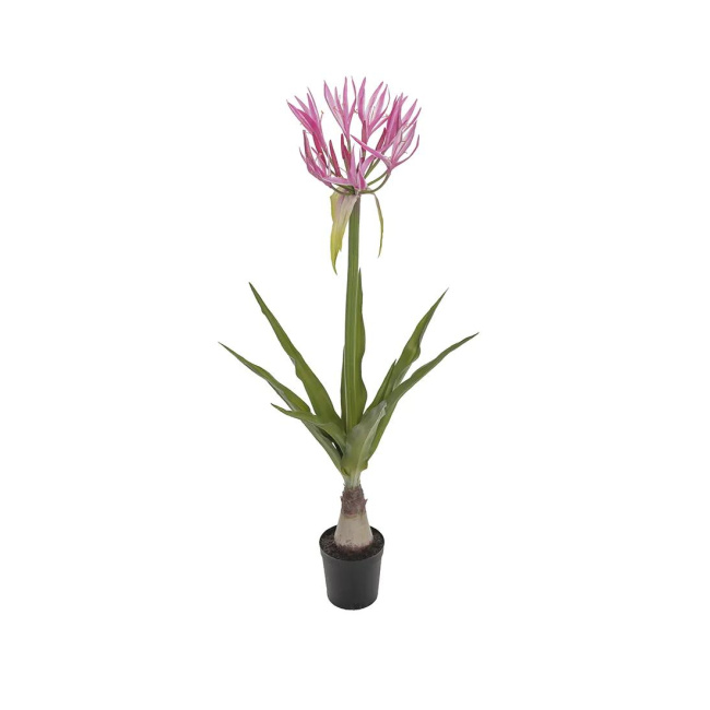Nerine Flower Pot 125cm
