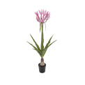 Nerine Flower Pot 125cm - 1