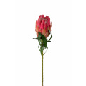 Kwiat srebrnik różowy 60cm - 1