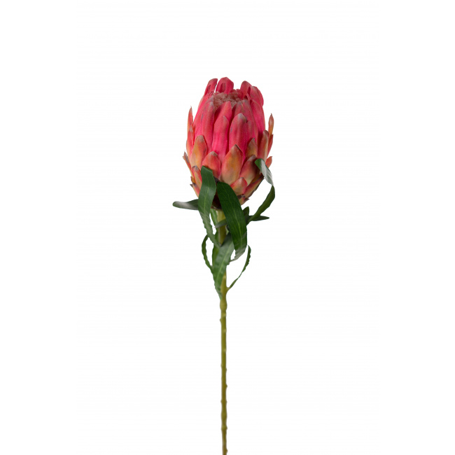 Kwiat srebrnik różowy 60cm