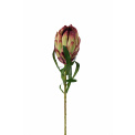 Kwiat srebrnik zielony 60cm - 1