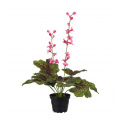 Astilbe Flower 45cm - 1