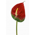 Kwiat anturium czerwone 65cm - 1