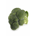 Broccoli 13cm - 1