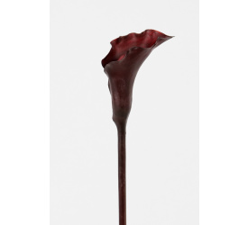 Kwiat calla bordo 