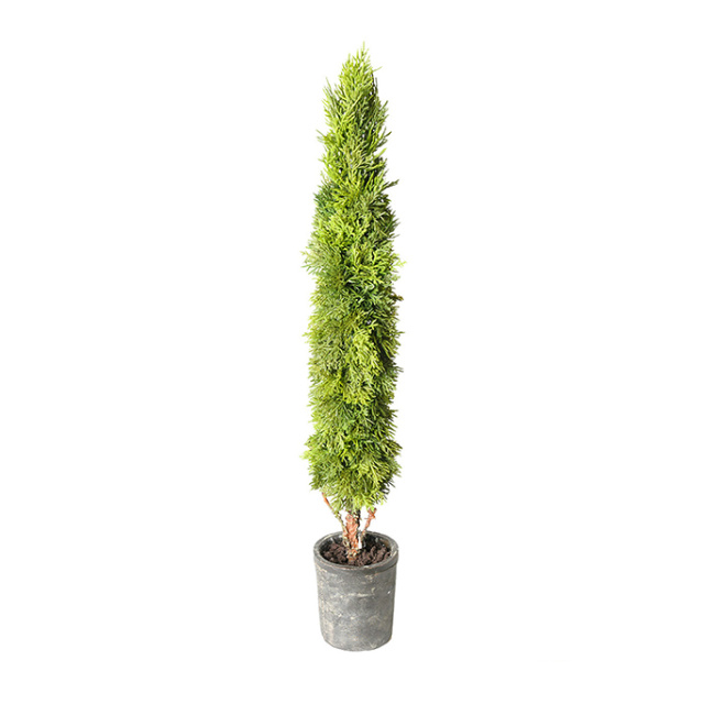 Drzewko Cyprys 65cm - 1