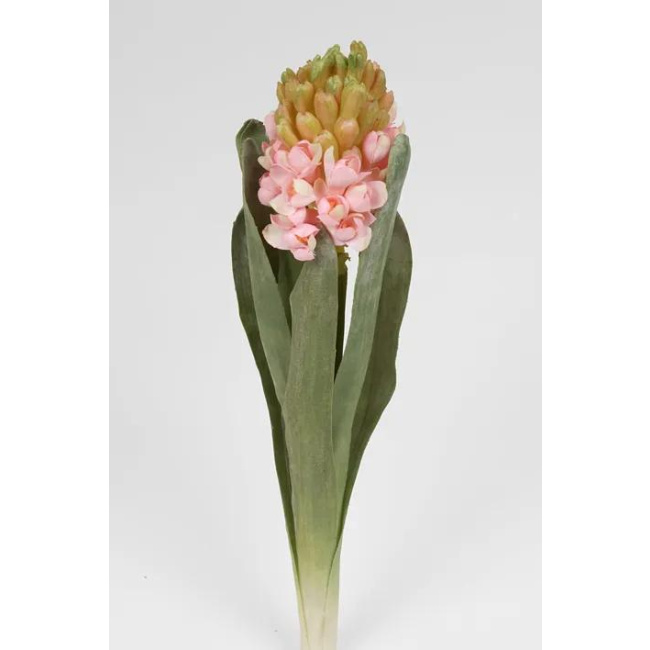 Pink Hyacinth Flower