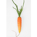 Carrot Decoration - 1