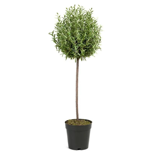 Rosemary Tree 65cm