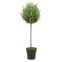 Rosemary Tree 65cm - 1