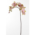 Green-Pink Orchid Flower Branch 60cm