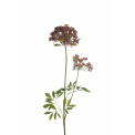 Trachelia gałązka 90cm - 1