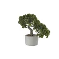 Drzewko Bonsai Cyprys 24,5cm - 1