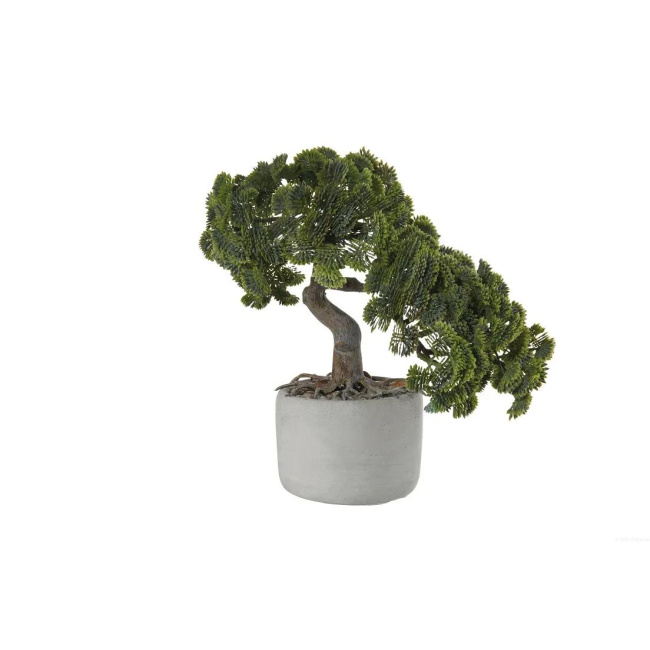 Bonsai Cypress Tree 24.5cm