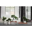 Drzewko Bonsai Cyprys 24,5cm - 3